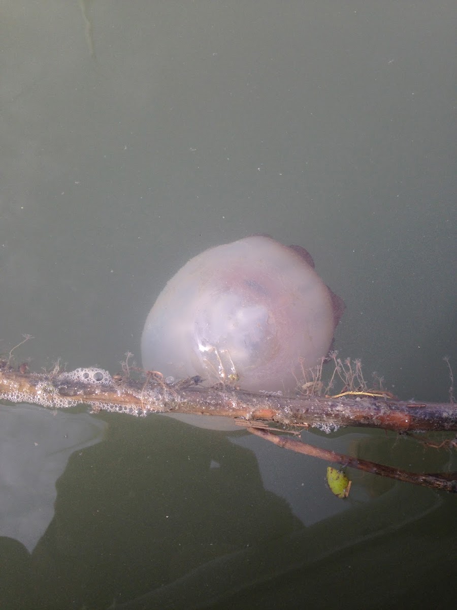 Cannonball Jellyfish