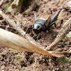 Field cricket