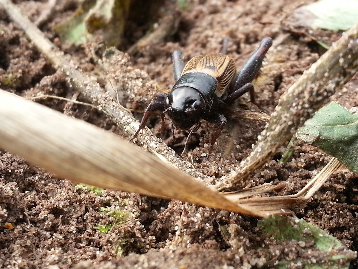 Field cricket