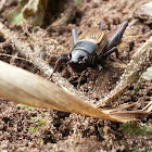 Field cricket