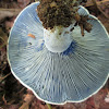 Indigo Milk Cap