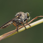 robber fly