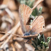 Long-tailed Blue