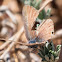 Long-tailed Blue