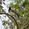 Brown Jay