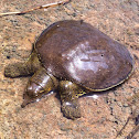 American Softshell Turtle