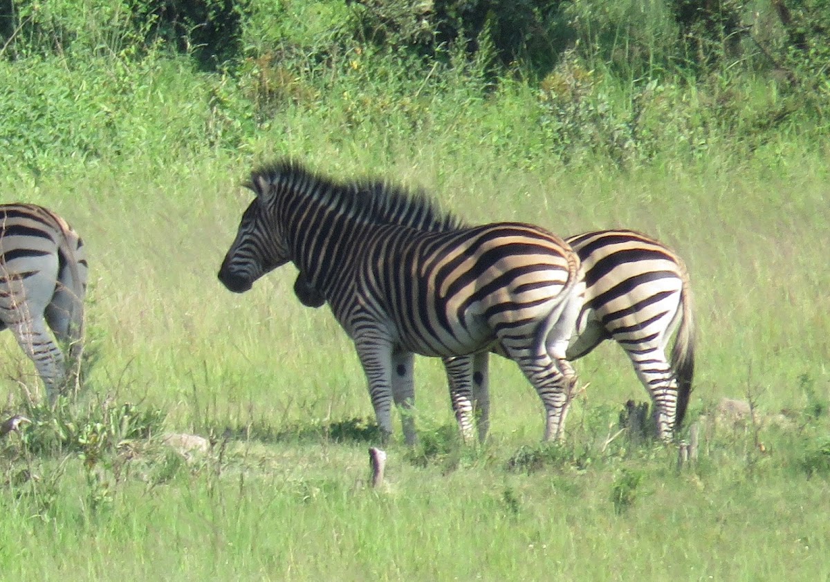 Chapman's zebra