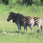 Chapman's zebra