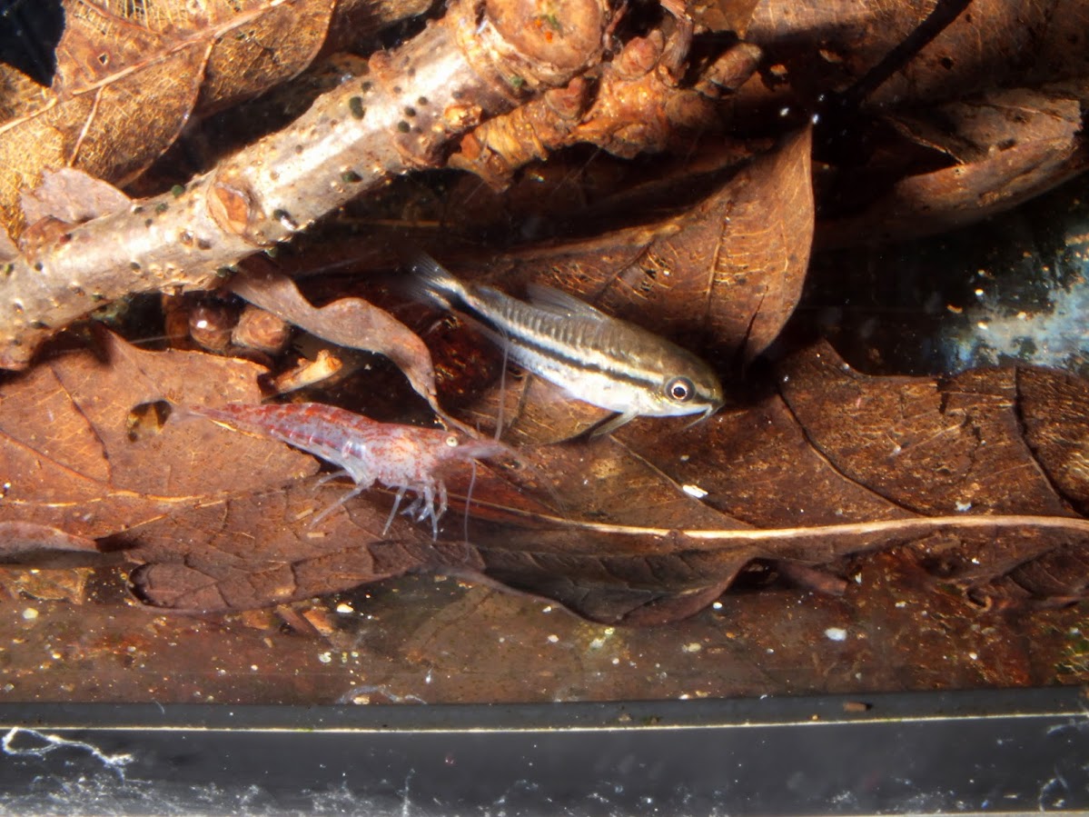 Corydoras Pygmaeus MH9FYP-Pnvmqrilf6LFWczr0uMCOmtlJBgoDI9U819xp5cQVTq5znDxw7-5IeZKX-AZ6tTUwXpnbuRbr1qjwCLi9rrjM1XUCOd87GFzDQx-S1M6v_Q51oC-Zf3mRbjU-nKQeb_e4qTO91qy4H1R0rcbj8AEBxs3zIv1jVy5TQpcNEv88dajvMBtwM1aBhZUaznFM5JJJ7qN9QOvcOHcQqOm70JLNlXruzt5WdIgJViBppKP9F4AtJqSRlRtl61iy96X_gRJUJkTnVbVLp0M-ZUTgN3ds6YfyBhVC-pRIszdpSlHc4lWZvHKPU8hN4kr3zDQhqrNNoYKPXcFNzPFLWPiIyFJmu4uYsXyL-AGFrvC1Iv7Ob5rzokQxNa9ekzz6q7sTlZ9tG6X-3yHQR2Ln_Kpv2FMXJ-hys4cu8EmroSQCHIa0ievJhD_aKR7sT6j2hqmw8iscCpl5LUNG0eDJ3ThOdUdpQWotaeFriUZOQpcKgbAf30rLA77hU3QJ6vZsm5XMRu4EHDLf5i-4o3EwkLmndQIiYJc9ZAIxwugfz5oo6Chn8U7xKUPifg56aIPgmn6r=w1199-h899-no