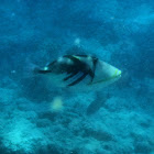 Lagoon Triggerfish