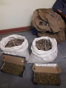 Some of the endangered plants recovered from suspects arrested in the Western Cape.