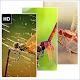 Download Dragonflies Wallpaper For PC Windows and Mac