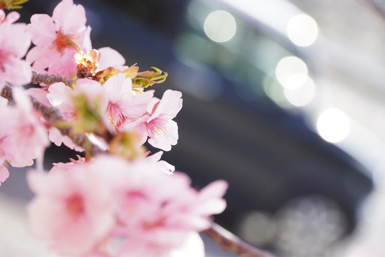 ルーミーカスタムのプラド・ハスラー・ルーミー・河津桜とコラボ・佐賀県民コラボしてくださいに関するカスタム事例の投稿画像4枚目