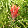 Indian paint brush