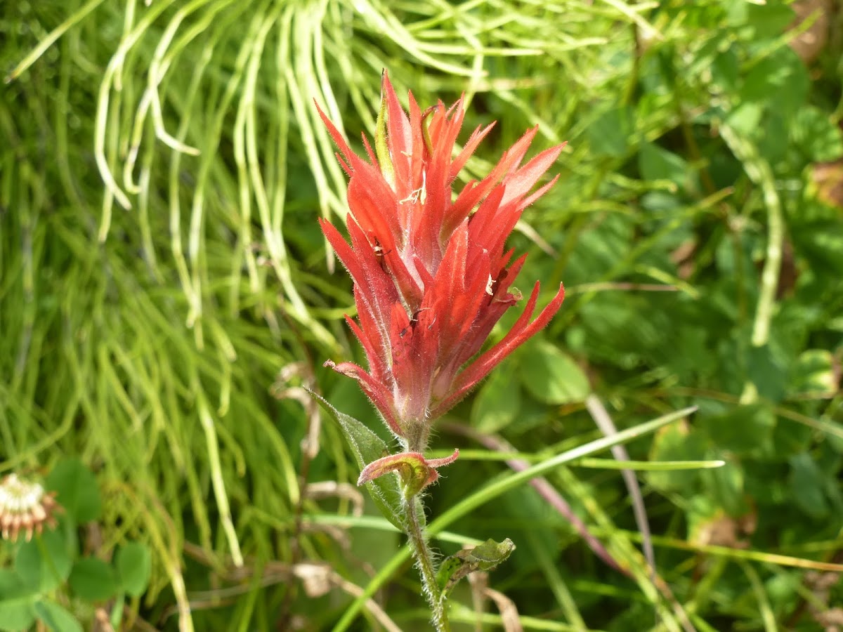 Indian paint brush