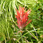 Indian paint brush