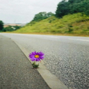 Chrysanthemums growing on the the highway wallpaper