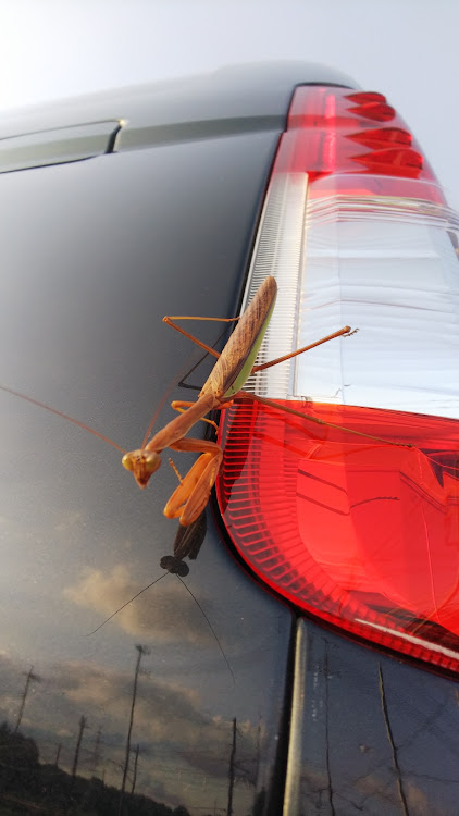 ハイエースバンのカマキリとコラボに関するカスタム事例の投稿画像2枚目
