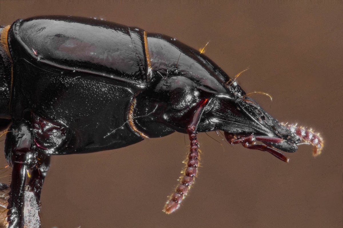 Digger Slope-rumped Beetle