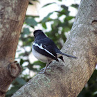 The oriental magpie-robin