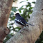 The oriental magpie-robin