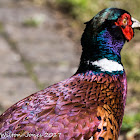 Pheasant