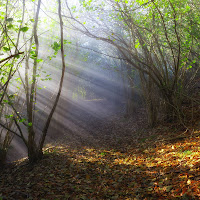 il sentiero nel bosco di 