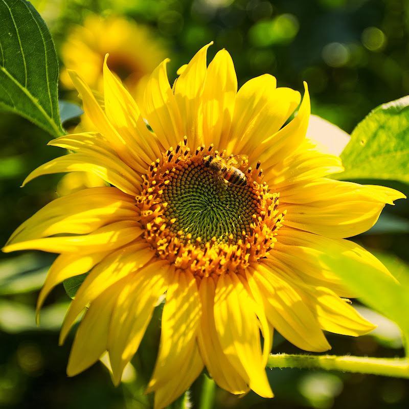 baciato dal sole di serenadecarli37