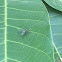 Long-Legged Fly