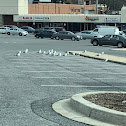 Ring-Billed Gull