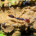 Trap-jaw ant