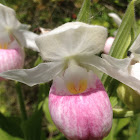 Showy Lady's Slipper