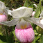 Showy Lady's Slipper