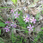 Trailing Phlox