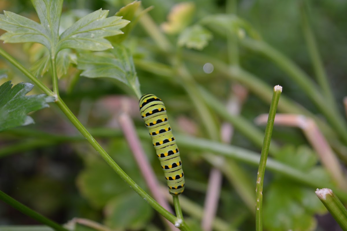 black swallowtail caterpillar