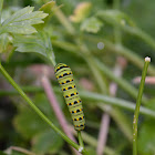 black swallowtail caterpillar