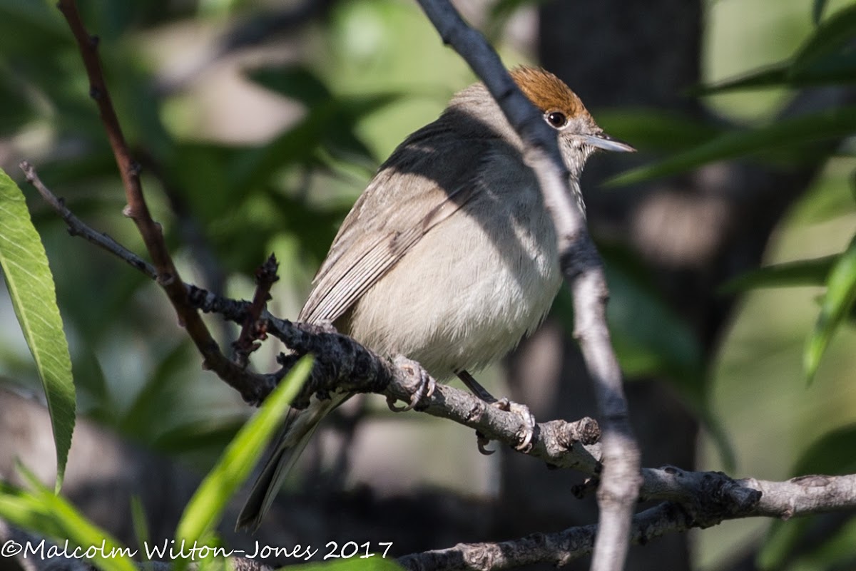 Blackcap; Curruca Capirotada