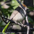 Blackcap; Curruca Capirotada