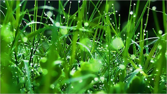 Free Download Amazing Nature Wallpapers APK