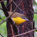 Yellow-breasted chat