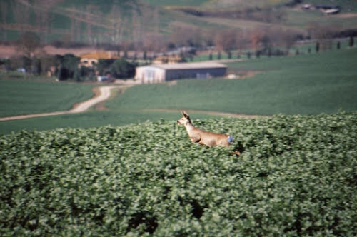 Cerbiatto salterino di nericesco