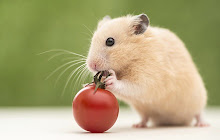 Hamster Wallpaper HD NewTab Themes small promo image