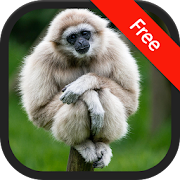 Gibbon Monkey sounds  Icon