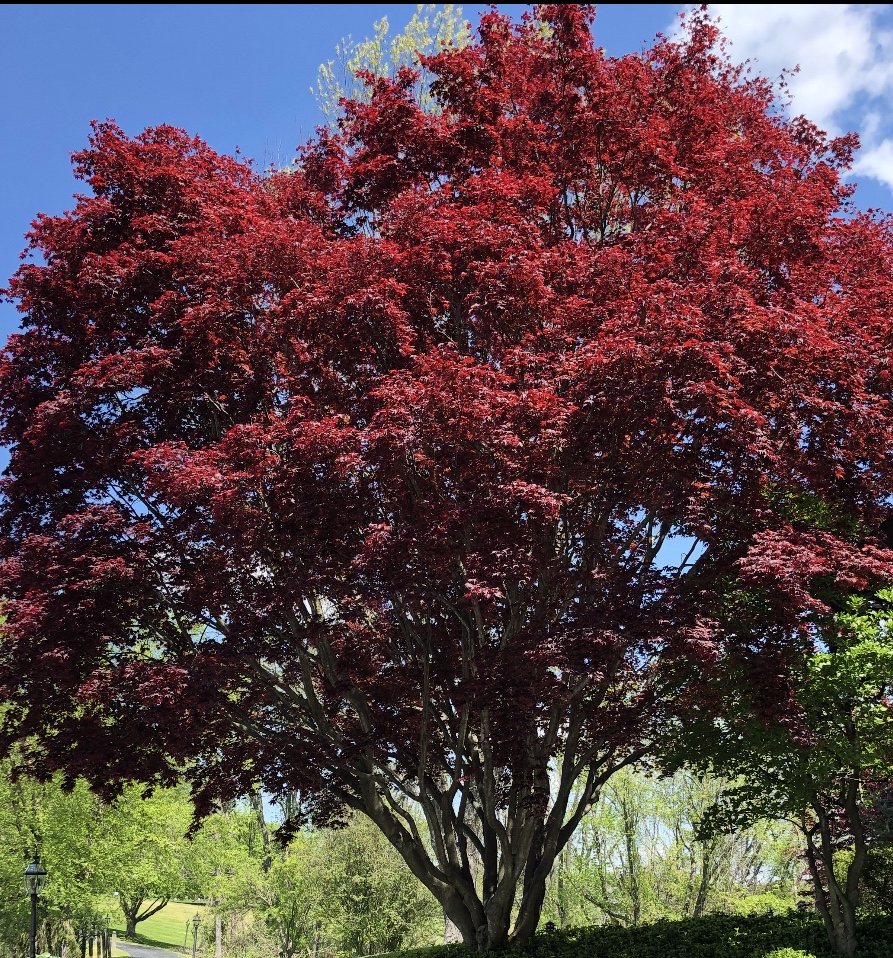 Japanese Maple