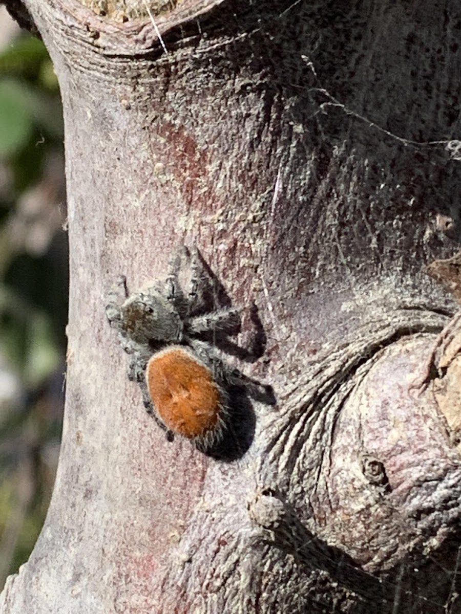 Jumping Spider