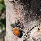 Jumping Spider