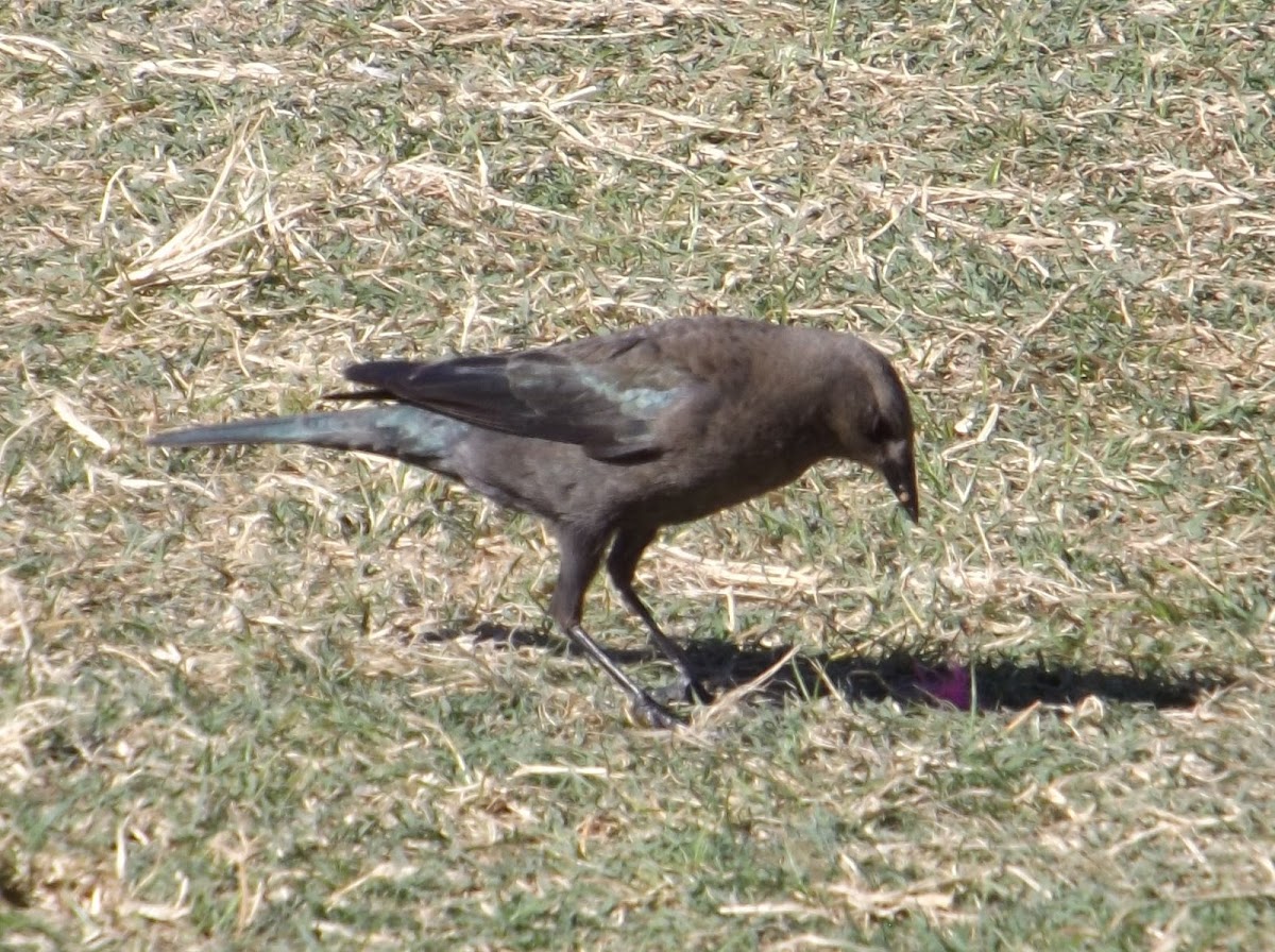 Brewer's Blackbird - Female