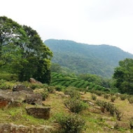 台灣農林熊空茶園