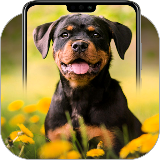 Rottweiler Wallpapers
