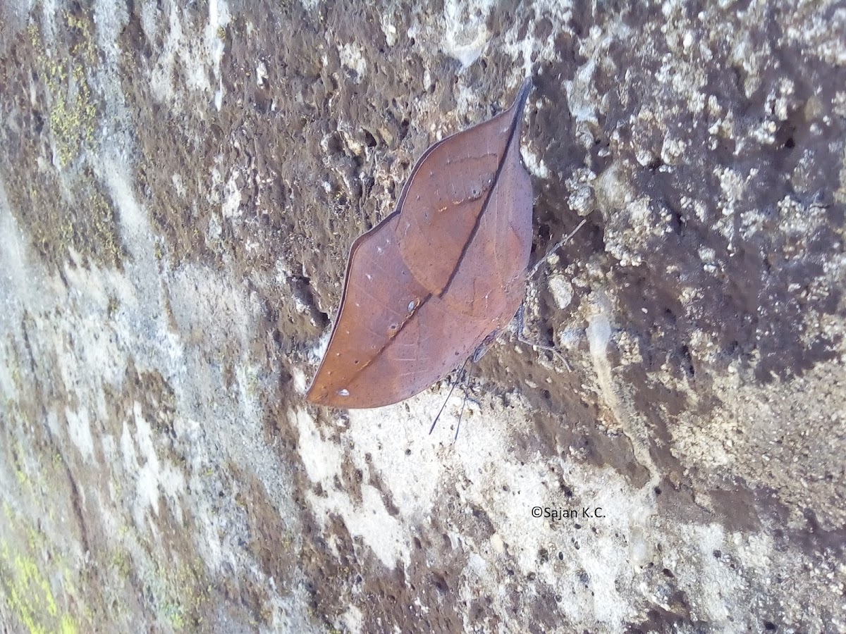 Orange Oakleaf